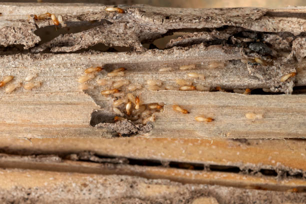 Best Pest Control Cost  in Algonac, MI